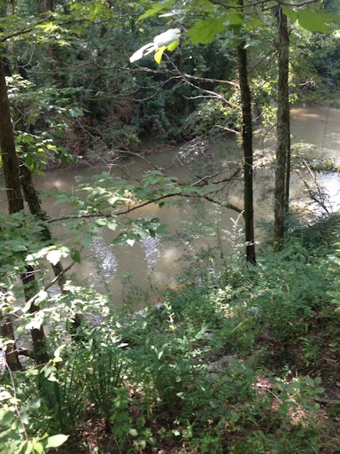 West Chickamauga Creek site of C. glaucophylla©Lyndy Broder