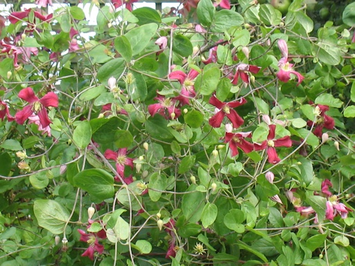 C. 'Brocade'©Richard Hodson C. 'Brocade'©Richard Hodson