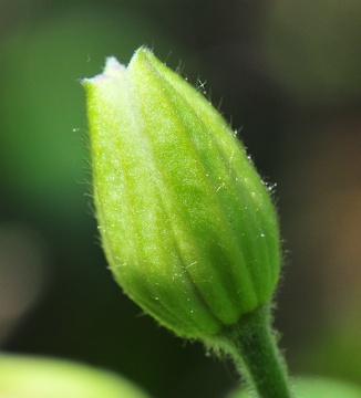 C. chrysocoma bud&copy;Ton Hannink
