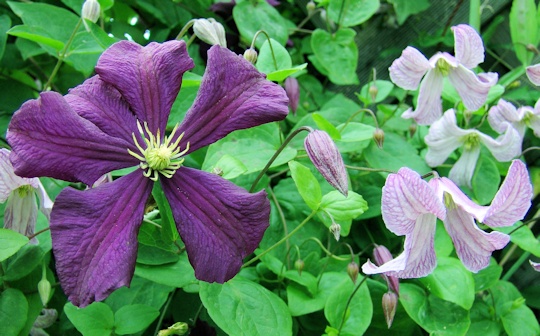 C. 'Étoile Violette' and C. 'Pagoda'©Roy Nunn C. 'Étoile Violette' and C. 'Pagoda'©Roy Nunn