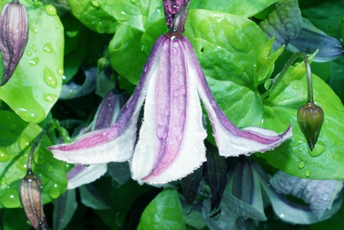 C. 'Pagoda'©Roy Nunn