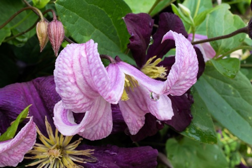 C. 'Pagoda'©Roy Nunn