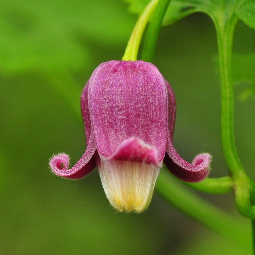 C. dasyandra ©Ton Hannink C. dasyandra ©Ton Hannink