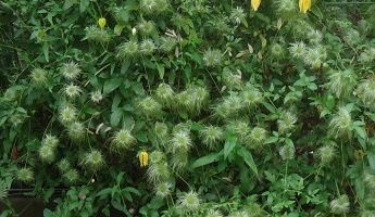 C. 'Aureolin'©Wim Snoeijer