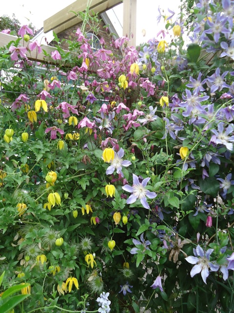 C. 'Aureolin' with C. 'Zoblueriver' BLUE RIVER and C. 'Hendryetta'©Wim Snoeijer