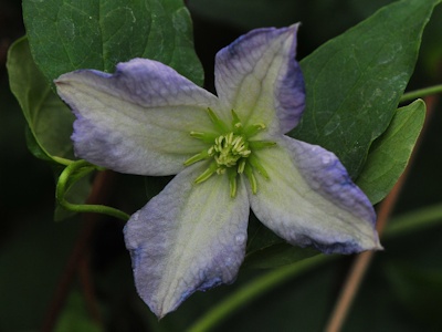 C. viticella seedling from Croatia©Ton Hannink