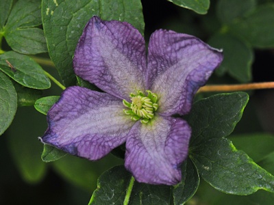 C. viticella seedling from Croatia©Ton Hannink