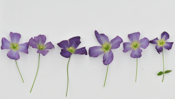 C. viticella seedlings from Croatia showing variation in form©Ton Hannink