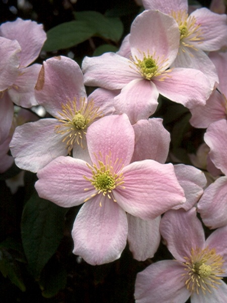C. montana var. rubens 'Pink Perfection'©J van Zoest C. montana var. rubens 'Pink Perfection'©J van Zoest