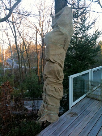 Burlap wrapped up for the winter©Deborah Hardwick