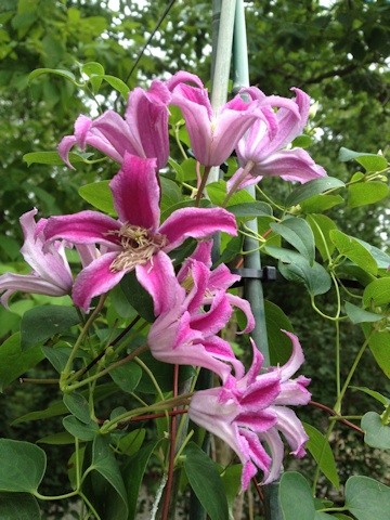 C. 'Peveril Profusion'©Deborah Hardwick