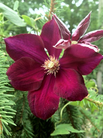 C. 'Mazowsze'©Deborah Hardwick