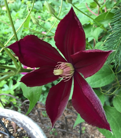 C. 'Mazowsze'©Deborah Hardwick