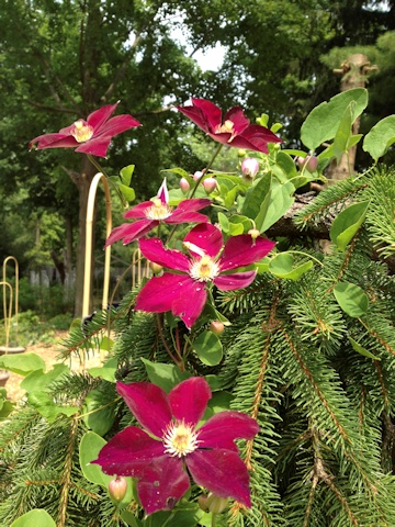 C. 'Mazowsze'©Deborah Hardwick