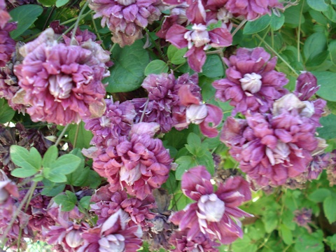 C. 'Purpurea Plena Elegans'©Roy Nunn
