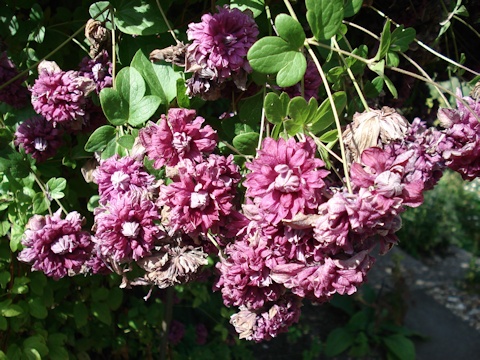 C. 'Purpurea Plena Elegans'©Roy Nunn