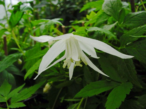 C. 'Albina Plena'&copy;Ton Hannink