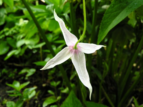 C. sibirica&copy;Ton Hannink