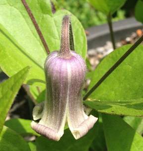 C. 'Murasaki no Ue'©Deborah Hardwick