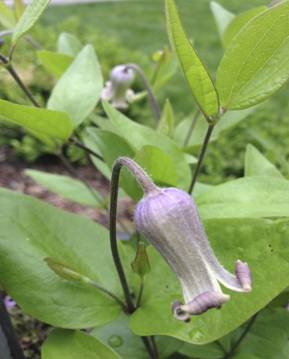 C. 'Murasaki no Ue'©Deborah Hardwick