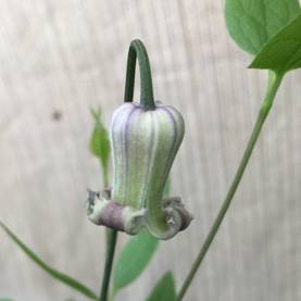 C. 'Murasaki no Ue'©Deborah Hardwick