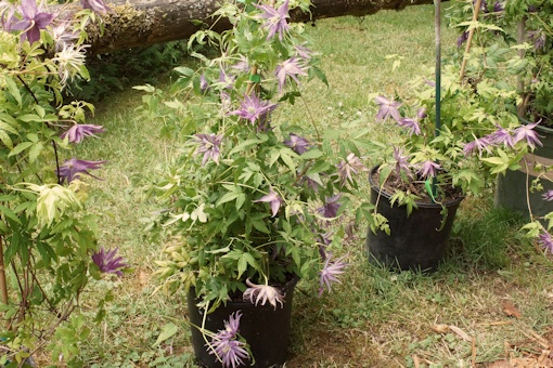 C. 'Joe Zary'©Roy Nunn