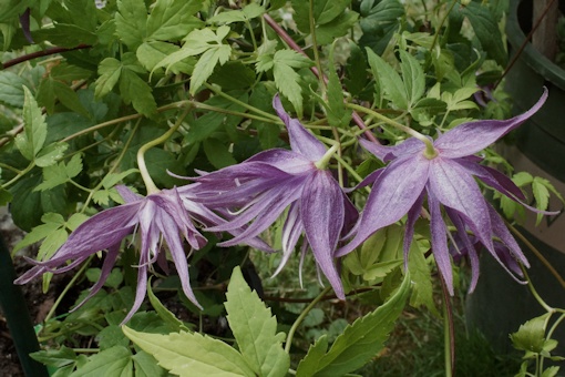 C. 'Joe Zary'©Roy Nunn