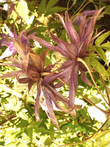 C. 'Joe Zary'©Roy Nunn