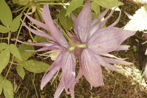 C. 'Joe Zary'©Roy Nunn