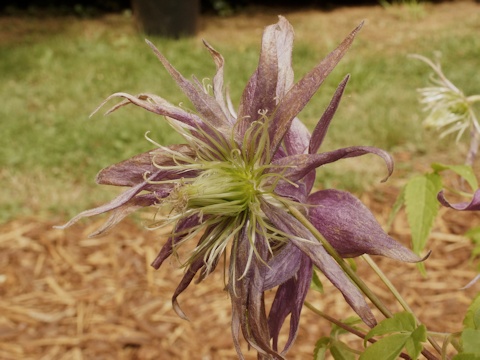 C. 'Joe Zary'©Roy Nunn