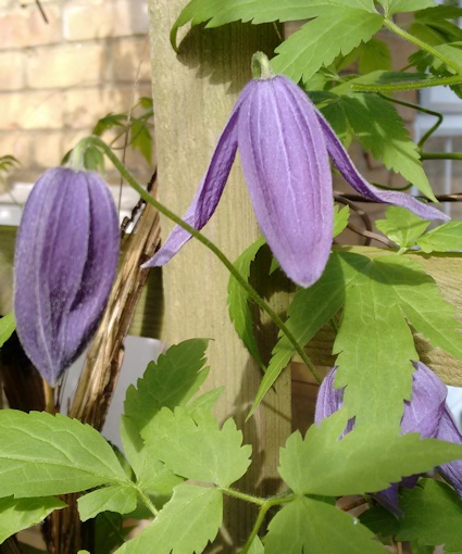 C. alpina 'Pamela Jackman©Fiona Woolfenden