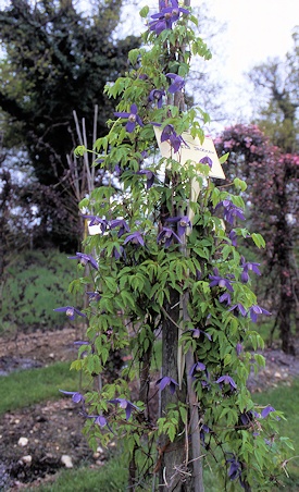 C. alpina 'Pamela Jackman' in a display garden, April 1995©Ken Woolfenden