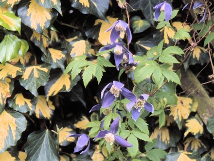 C. alpina 'Pamela Jackman' in a private garden, April 2002©Ken Woolfenden