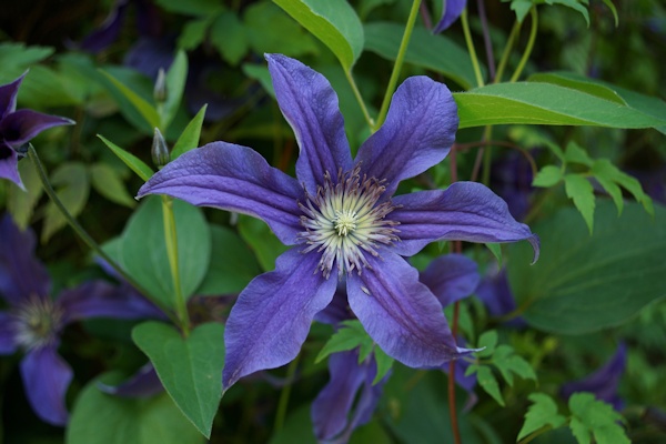 C. 'Cleminov 51' SAPHYRA® INDIGO©Roy Nunn