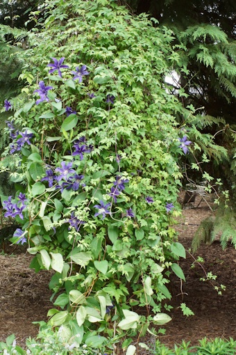 C. 'Cleminov 51' SAPHYRA® INDIGO©Roy Nunn