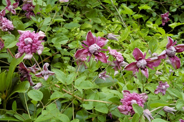 C. 'Purpurea Plena Elegans'©Linda Beutler