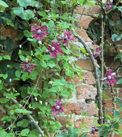 C. 'Purpurea Plena Elegans'©Linda Beutler
