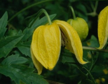 Clematis Bill MacKenzie