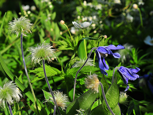 C. integrifolia in the garden of Ton Hannink©Ton Hannink