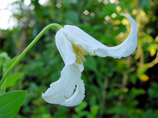 C. integrifolia 'Alba'©Ton Hannink