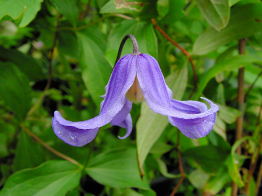 C. integrifolia 'Budapest'©Ton Hannink