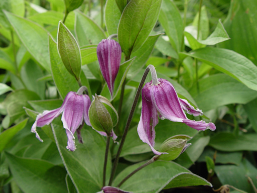 C. 'Rosea'©Ton Hannink