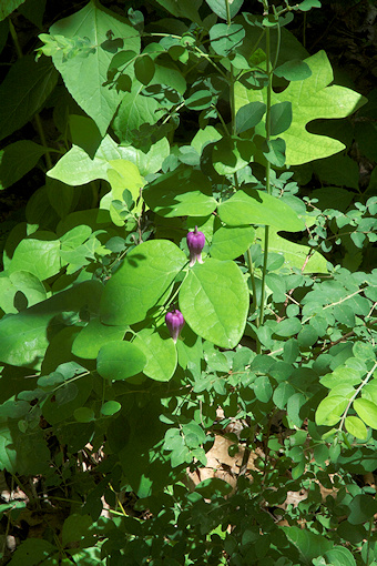 C. addisonii in dappled shade©Linda Beutler