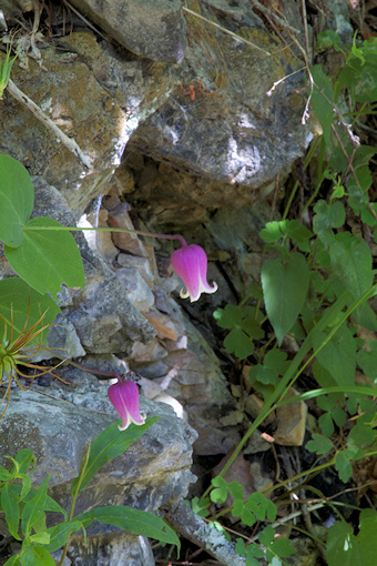 C. addisonii lolling over rocks©Linda Beutler