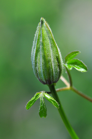 C. 'Delightful Scent', bud&copy;Ton Hannink