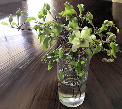 C. 'Evipo097' KITTY™ used as a cut flower©Deborah Hardwick