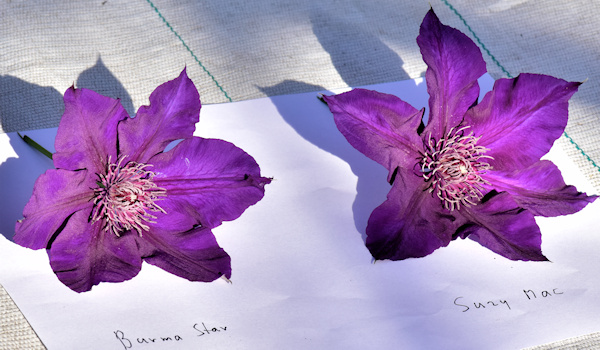 C. 'Burma Star' and C. 'Suzy Mac'©Ton Hannink