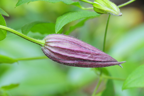 C. 'Vitiwester' bud©Ton Hannink