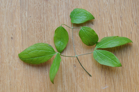 C. 'Vitiwester' leaves©Ton Hannink