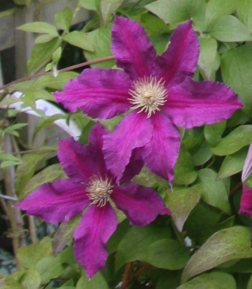 C. 'Vostok'©Fiona Woolfenden